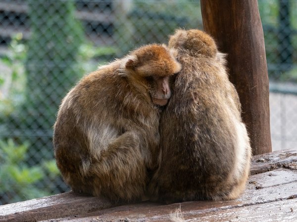 Où se situe le zoo de Beauval ?