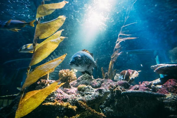 Pourquoi visiter l'aquarium de Marne-la-Vallée ?